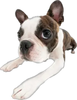 😯 c57735a1 cachorro, animal, animal de estimação, boston terrier, fofo, filhote whatsapp sticker