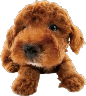 🤭 c69f24a1 cão, cachorro, fofo, animal de estimação, animal, marrom, adorável whatsapp sticker