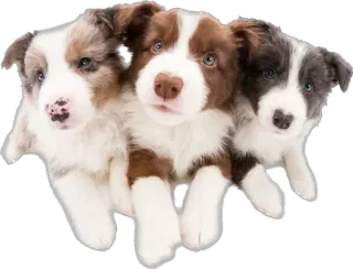 😍 d67ca999 cães, filhotes, fofo, animais, animais de estimação, border collies whatsapp sticker