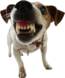 😠 e069f559 cão, agressivo, dentes, animal, animal de estimação, canino whatsapp sticker