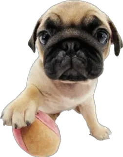 👍 e47b5d63 cão, filhote, pug, fofo, animal, animal de estimação whatsapp sticker