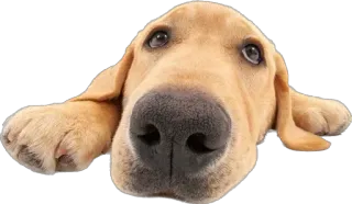 😛 fbbfde53 cão, filhote, fofo, animal, animal de estimação, olhos, nariz whatsapp sticker