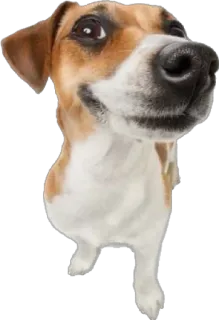 🙂 ffa550ab cão, animal, animal de estimação, fofo, cachorro, animal doméstico whatsapp sticker