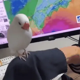 🦜 d7674ff2 uccello, uccello bianco, animale, animale domestico, computer, meteo telegram sticker