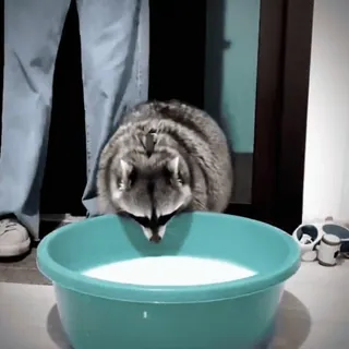 😘 095753a7 Waschbär, Milch, Tier, Säugetier, Haustier telegram sticker