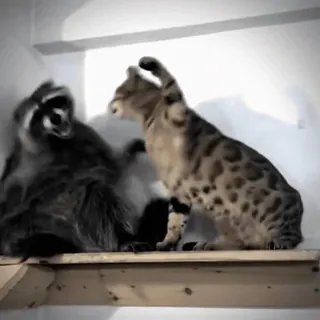 ☺️ 09ac833e Katze, Waschbär, Kampf, Tiere, Krallen telegram sticker