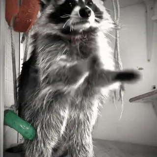 🙈 10e11d94 Waschbär, Tier, Süß, Schaukel, Lustig telegram sticker