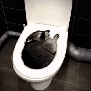 ☺️ 1521df70 Waschbär, Toilette, Tier, Badezimmer, süß, lustig telegram sticker