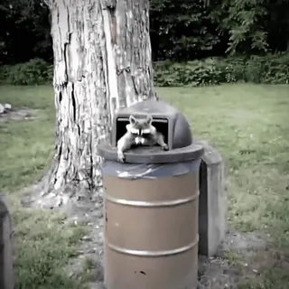 😱 1e9c99c5 Waschbär, Mülltonne, Tier, süß, Natur telegram sticker