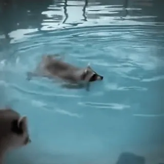 😎 349a8324 Waschbär, Schwimmen, Tier, Pool, Wasser, süß telegram sticker