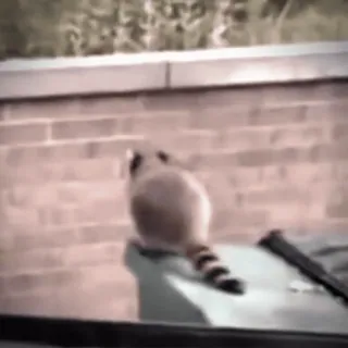 😒 4281e122 Waschbär, Tier, Müll, Draussen, Säugetier telegram sticker