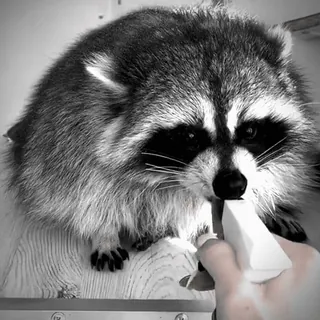 ❤️ 44eddadc Waschbär, Tier, Käse, niedlich, schwarz-weiß, Säugetier telegram sticker