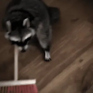 😳 4df791db Waschbär, Tier, Besen, Reinigung, Haushalt telegram sticker