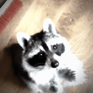 😍 4eeaf9b6 Tier, Waschbär, niedlich, Haustier, Wildtier telegram sticker