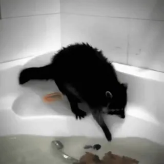 😅 5a962ff4 Waschbär, Bad, Tiere, Wasser telegram sticker