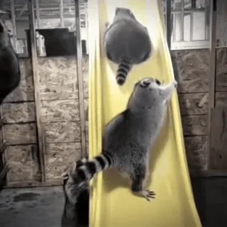 😱 6eac1de3 Waschbär, Rutsche, Tier, niedlich, klettern, gelb telegram sticker