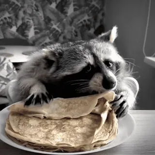 🥹 8239ff9c Waschbär, Pfannkuchen, Tier, Essen, Frühstück telegram sticker