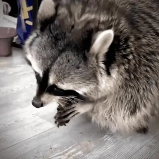 😁 8c3ca713 Waschbär, Tier, Säugetier, süß, Wildtier telegram sticker