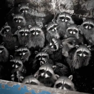 😱 933cb409 Waschbären, Tiere, Wildtiere, Natur, Säugetiere, Gruppe telegram sticker