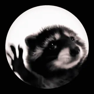 😅 a8bea33d Waschbär, Tier, niedlich, Säugetier telegram sticker