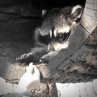 😜 ac2e6807 Waschbär, Tier, niedlich, Wildtier, Natur telegram sticker