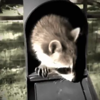 ☺️ b19634ab Waschbär, Tier, Wildtier, Natur, Säugetier telegram sticker