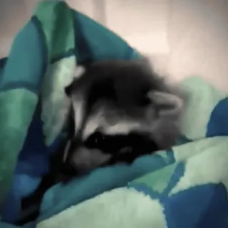 😁 b89a17b6 Waschbär, Tier, niedlich, Decke, schläfrig, Säugetier telegram sticker