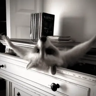 😍 c72acf44 Waschbär, Tier, Schublade, süß, Haustier telegram sticker