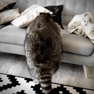 😱 cff15160 Waschbär, Couch, Tier, süß, fellig, Haustier telegram sticker