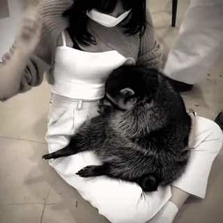 ☺️ ede908ae Waschbär, Tier, Haustier, süß, drinnen telegram sticker