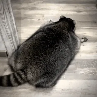 😁 f32c5427 Waschbär, Tier, niedlich, fell, Holz telegram sticker