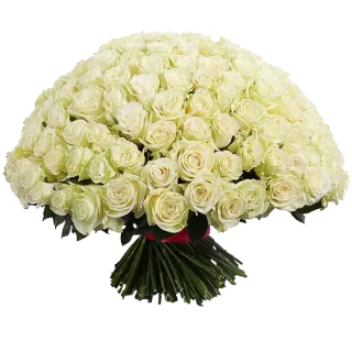 🌹 1e4faf57 roses, flowers, bouquet, white roses, floral arrangement telegram sticker