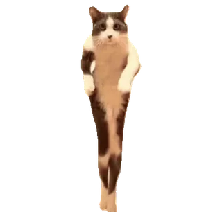 💃 100e00e6 gatto, divertente, animale, camminando, meme telegram sticker