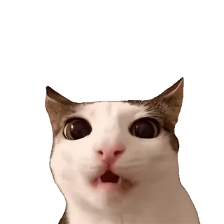 😋 1bd89183 gatto, animale, animale domestico, meme, divertente, carino telegram sticker