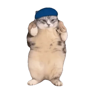 💃 523a08d4 gatto, basco, animale, meme, carino, divertente telegram sticker