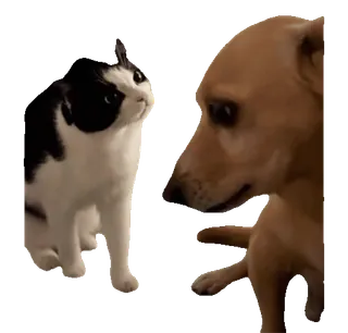 😠 5bca59c7 gatto, cane, animali, animali domestici, amicizia, carino telegram sticker