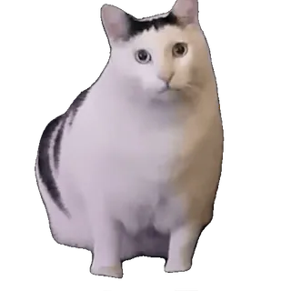 😾 8b7d07a2 gatto, animale, animale domestico, gatto domestico, felino telegram sticker