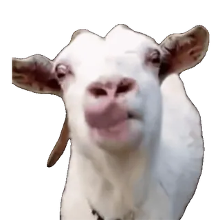 😛 b0f47c48 capra, animale, fattoria, bianco, carino, divertente, meme telegram sticker