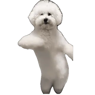 💃 c543d61d cane, bichon frisé, carino, animale domestico, animale, cane bianco, peloso telegram sticker