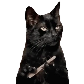 💅 d039da2a gatto, coltello, meme, divertente, animale telegram sticker