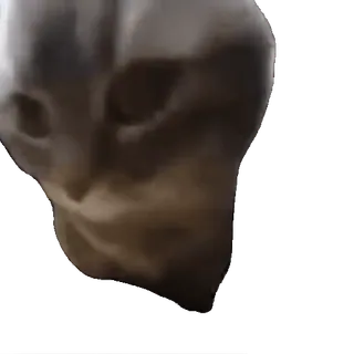 🤸 d2cd9067 gatto, animale, meme, divertente, carino telegram sticker