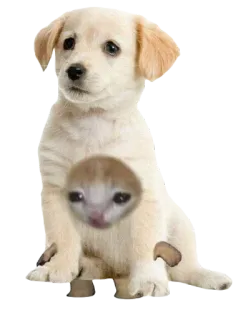 🐶 31cbc80b Hund, Welpe, Katze, Kätzchen, Tier, Haustier, lustig telegram sticker