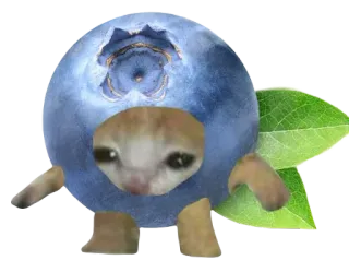 🫐 84265a54 Katze, Blaubeere, Frucht, lustig, Tier, Meme, seltsam, Hybrid telegram sticker
