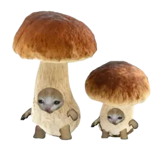 🤎 d819d4ad Pilz, Katze, lustig, Meme, Tier, süß telegram sticker