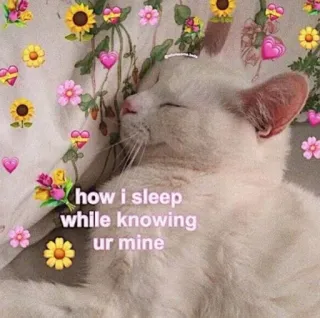 💗 5dbc4cc0 how i sleep while knowing ur mine 猫, 睡眠, 可愛い, ハート, 花, ミーム, 愛 whatsapp sticker