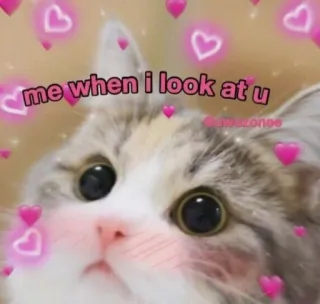 💗 b637af7a me when I look at u 猫, ミーム, ハート, 愛, かわいい, ペット, 動物 whatsapp sticker