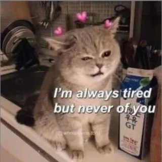 💗 e982194e I'm always tired but never of you 猫, 眠い, 愛, かわいい, 動物, ミーム whatsapp sticker