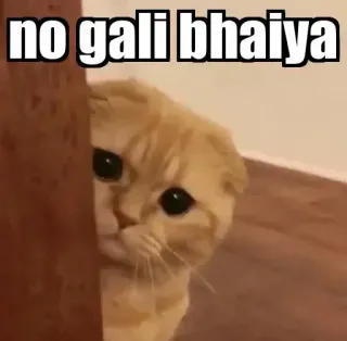 👀 4e541536 no gali bhaiya Katze, Meme, lustig, süß, indisch telegram sticker