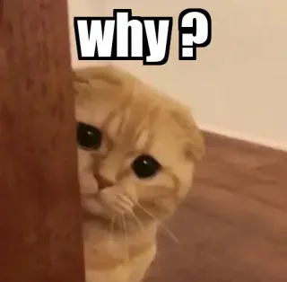 👀 5c07b997 why? Katze, Frage, süß, Tier, Haustier telegram sticker