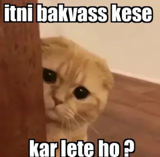 👀 8b74b0ad itni bakvass kese kar lete ho ? Katze, Meme, Lustig, Hindi, Frage telegram sticker